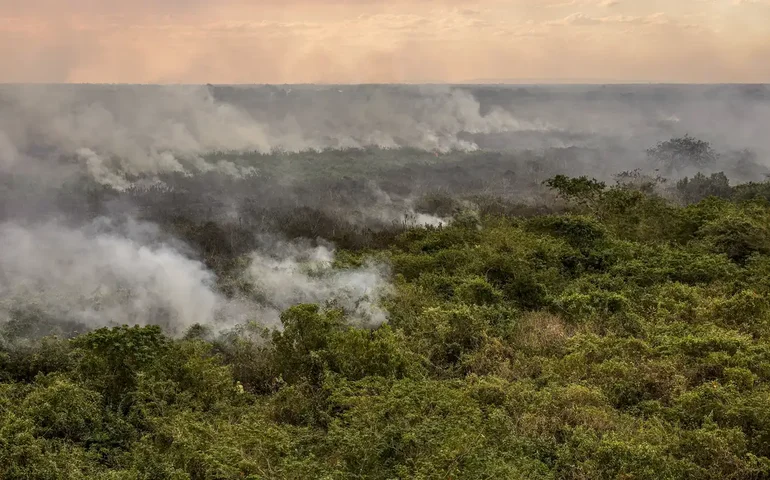 Por que cinzas do Pantanal viajam até a França e são exibidas no Parlamento Europeu