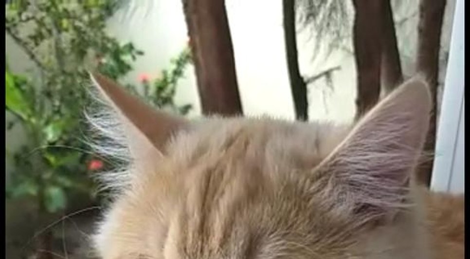 gata desaparecida