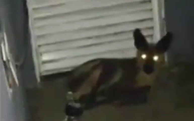 Lobo-guará debilitado é resgatado em residência em Minas Gerais