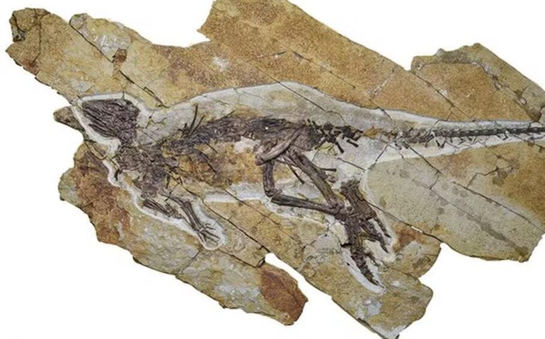 Fóssil revela dinossauro com garganta semelhante à de aves