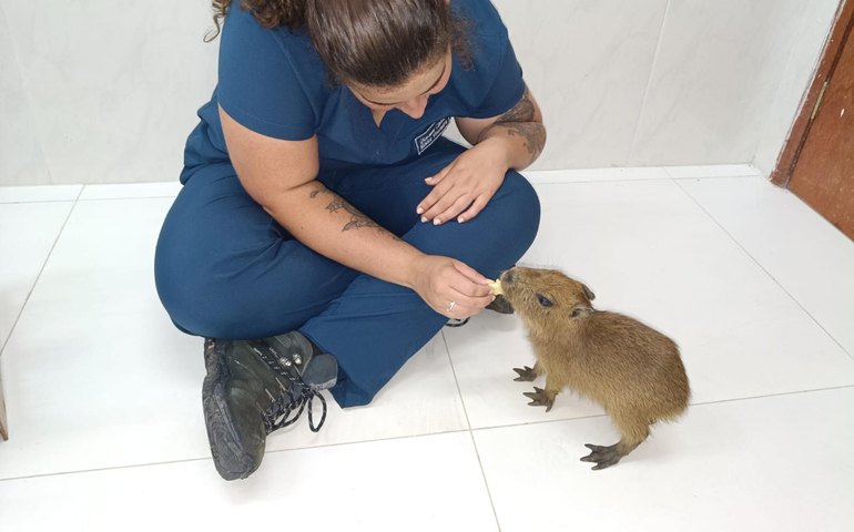 Filhote de capivara resgatado em Alagoas encontra novo lar em zoológico de Fortaleza