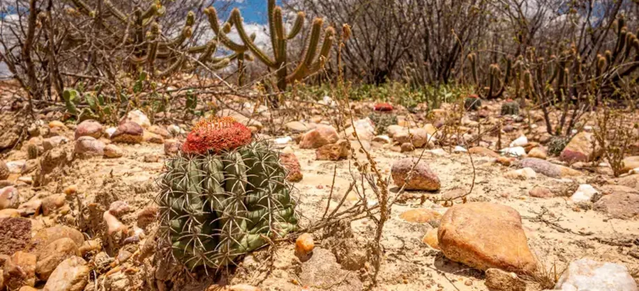 Caatinga, principal bioma brasileiro ameaçado pela desertificação. Crédito: ASA / Divulgação.