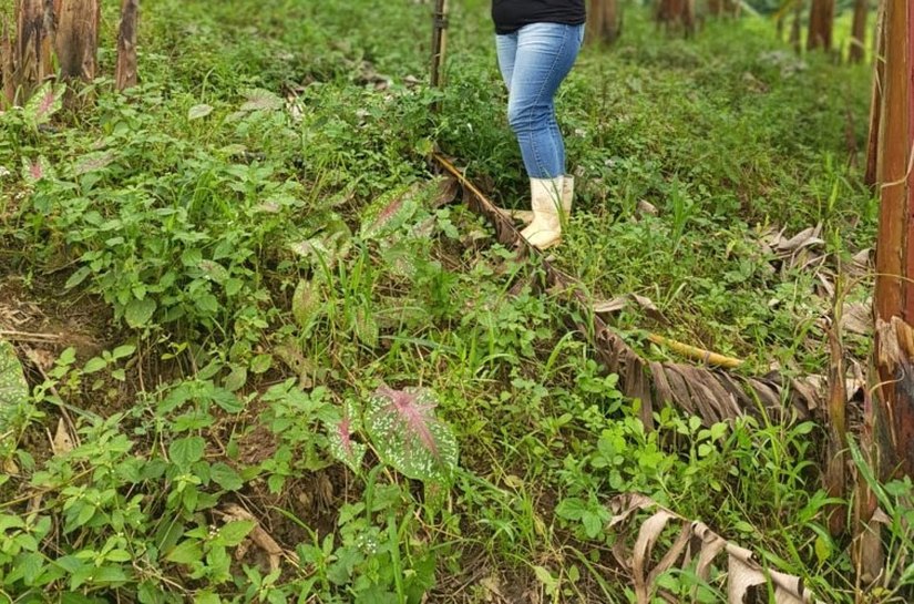 Banco do Nordeste financia R$ 291 milhões para mulheres alagoanas à frente de empreendimentos rurais em 2025