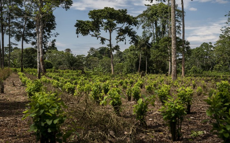 Em medida inédita, Colômbia estabelece plantio de árvores como pena para criminosos de guerra