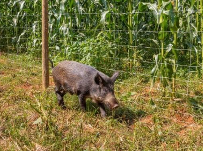 Cercamento eficiente para milho é aliado da produtividade na safrinha de 2026