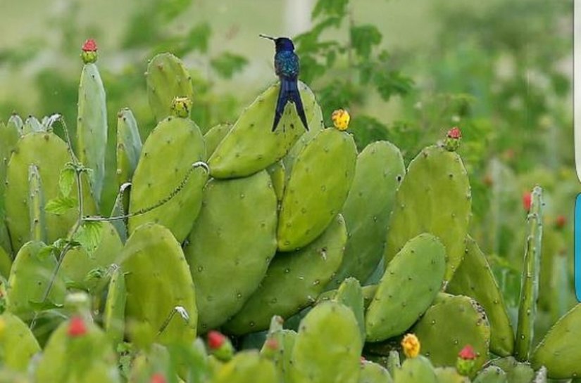 Palestra discute perspectivas climáticas da Agricultura no NE para 5 anos