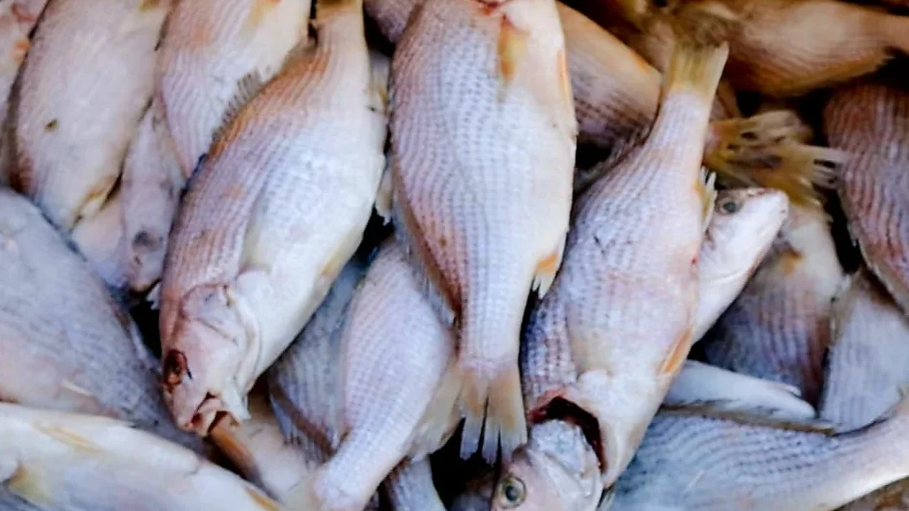 Palmeira dos Índios inicia nesta segunda distribuição de 28 toneladas de peixe para a Semana Santa