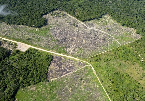 &#8220;Ricos com influência são os que mais desmatam a Amazônia&#8221;