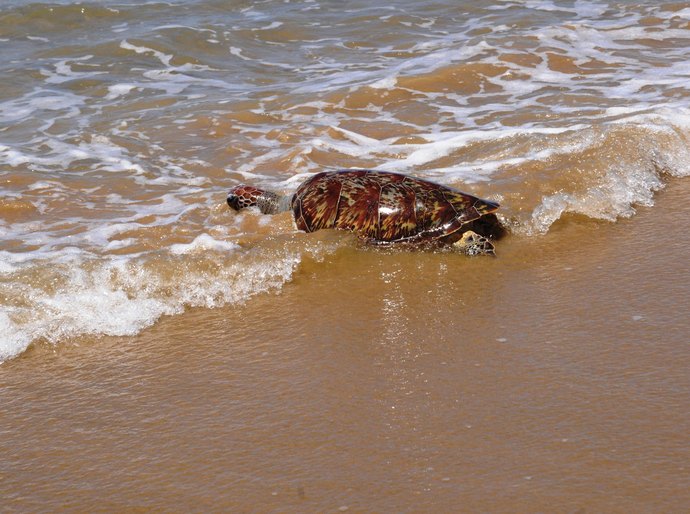 IMA orienta para riscos e regras ao encontrar peixes-boi e tartarugas no litoral de Alagoas