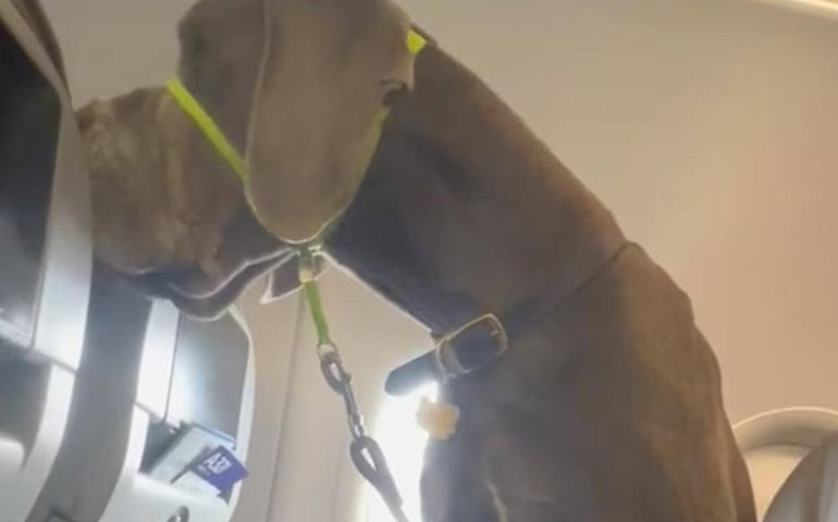 Homem compra 3 assentos para viajar com cão gigante em avião