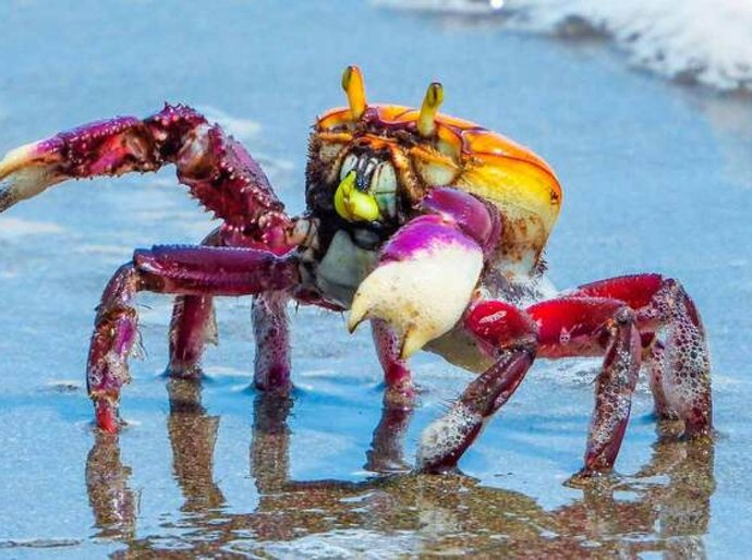 Caranguejo-uçá: IMA/AL alerta sobre o período de defeso em Alagoas