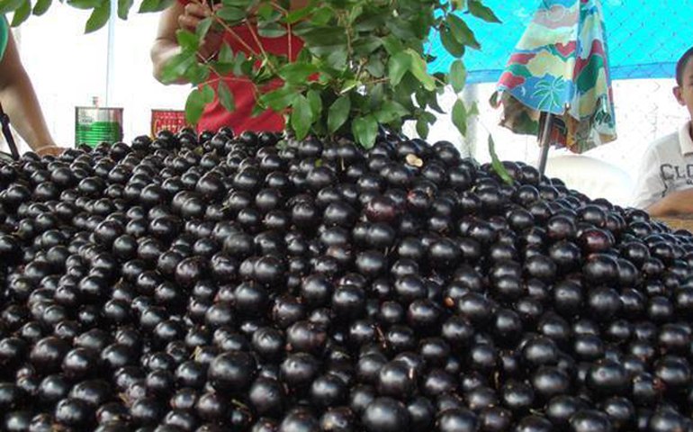 Extrato da casca de jabuticaba combate pré-diabetes