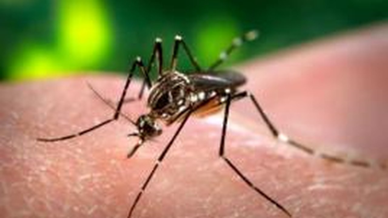 Número de Casos de dengue em Alagoas cai 58% em 2013