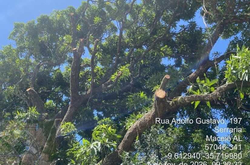 Alurb autua construtora por poda irregular de árvores em terreno na Serraria