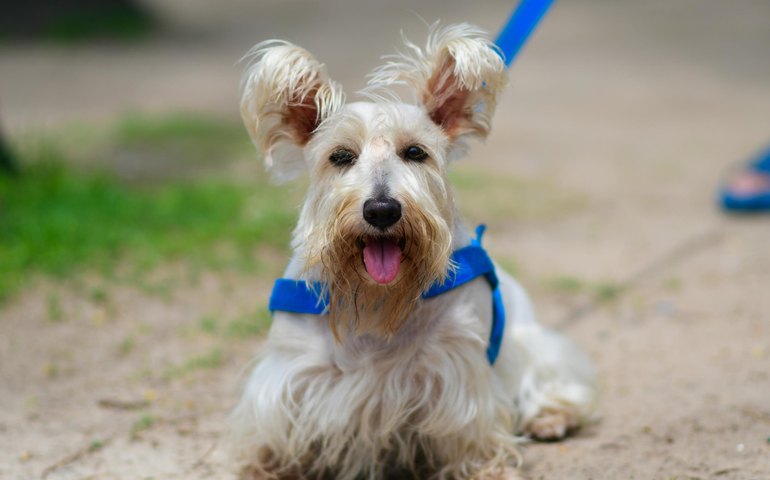  Sesau vai orientar gestores municipais sobre a Campanha de Vacinação Antirrábica de 2024 