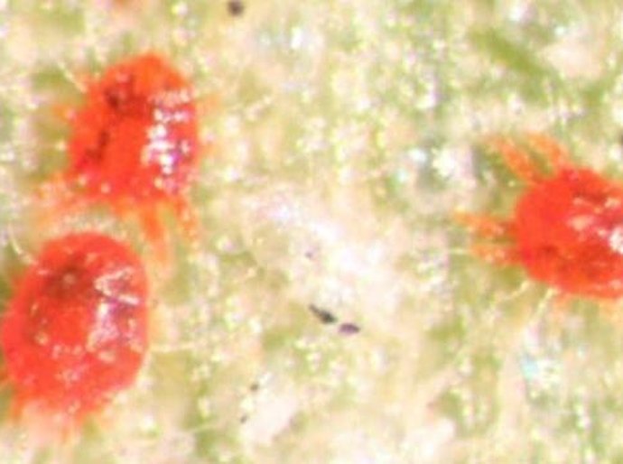 Adeal detecta focos do ácaro vermelho das palmeiras em Maceió