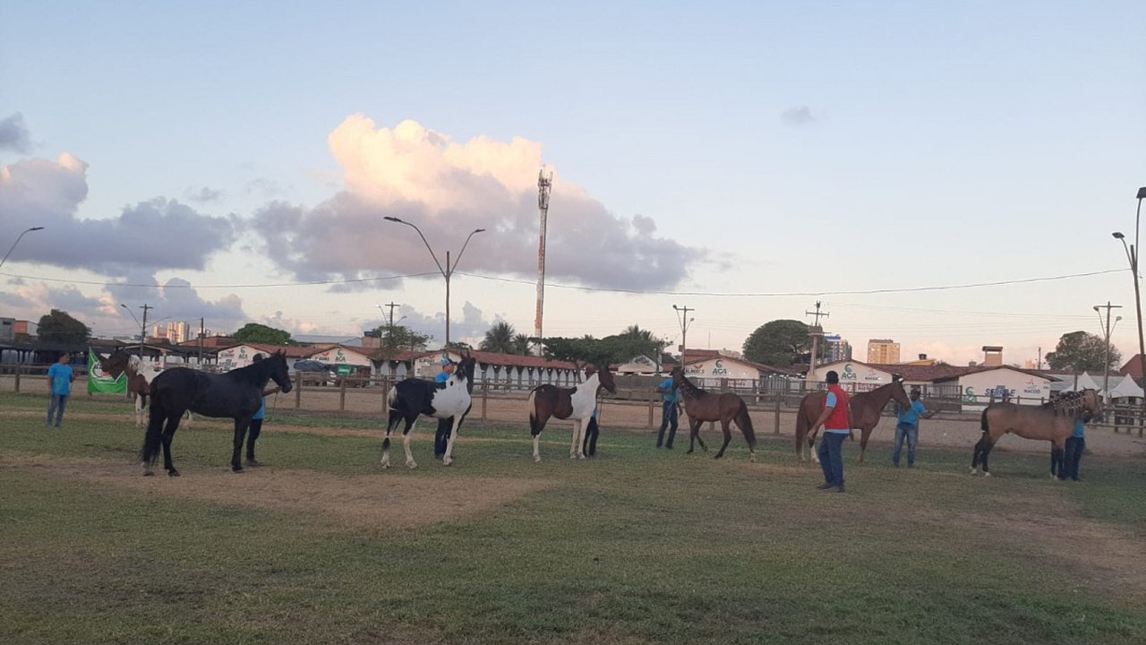 Equinos Mangalarga Marchador aumentam participação na Expoagro Alagoas
