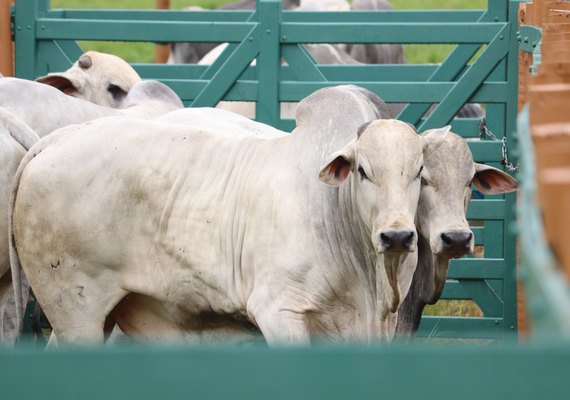 Leilão Mega Touros oferta genética selecionada do Nelore SMP