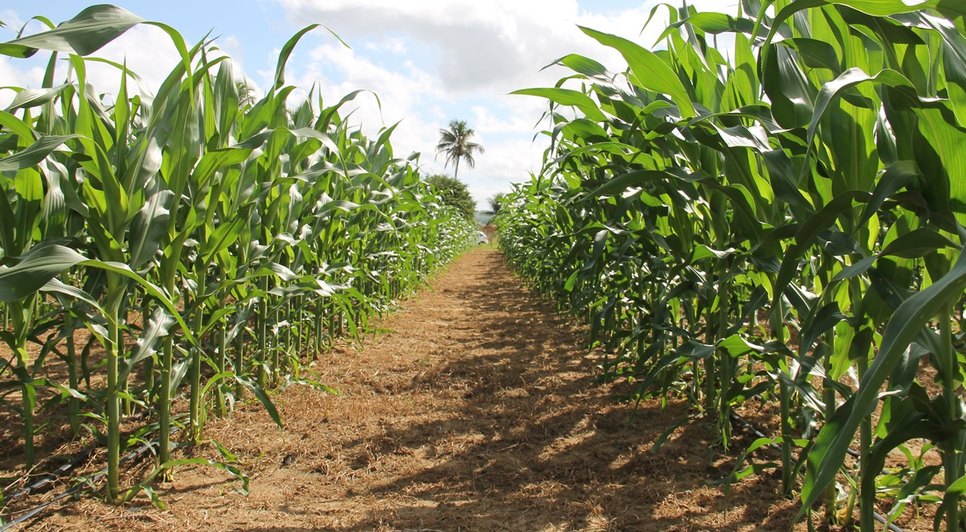 ESPIGAS DE MILHO EM SERGIPE / Foto:  Fernando Augusto