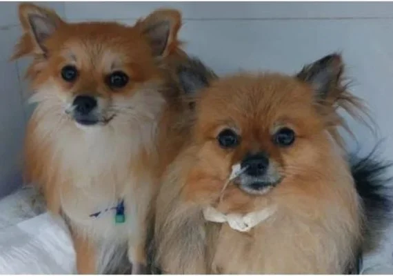 Sobe para 48 número cães mortos após comer petiscos envenenados