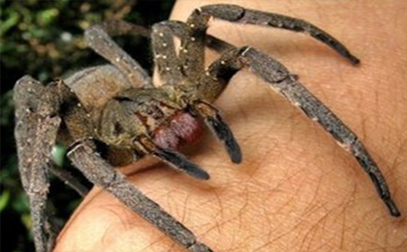 Estudo revela que picada de aranha brasileira pode substituir o Viagra