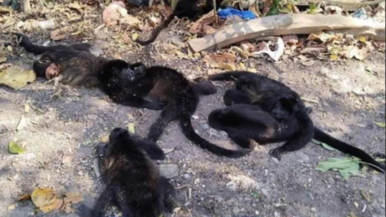 Macacos morrem com onda de calor, aves têm ar-condicionado e leões ganham picolés