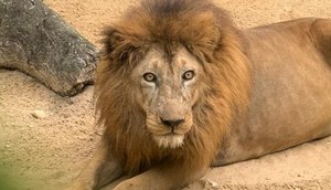 Zoológico de Aracaju: leão passa por exames e é afastado da área de exposição