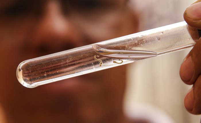 Larva do mosquito Aedes aegypti, transmissor da dengue