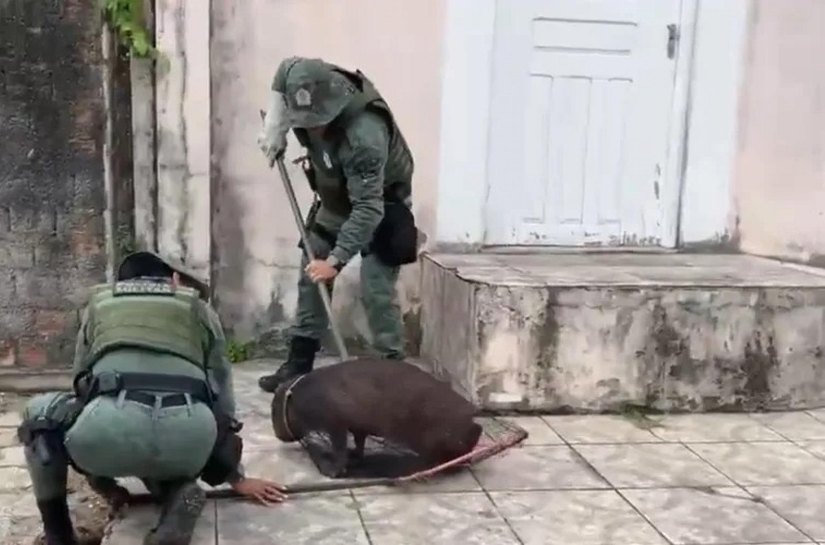 Capivara ferida é resgatada pela Polícia Militar em Maceió