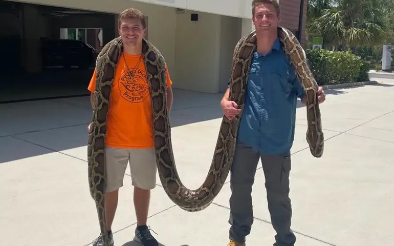 Evento para caçar e matar cobras gigantes anima turistas e promete prêmios na Flórida