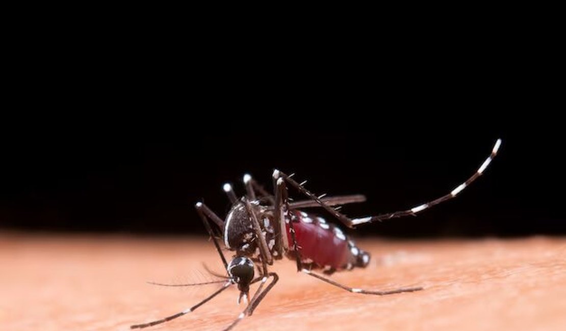 Inteligência geográfica pode auxiliar no combate à Dengue no Brasil