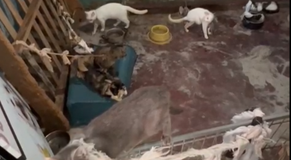 GATOS