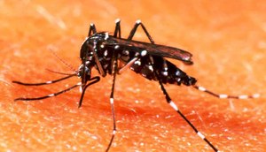 mosquito da dengue