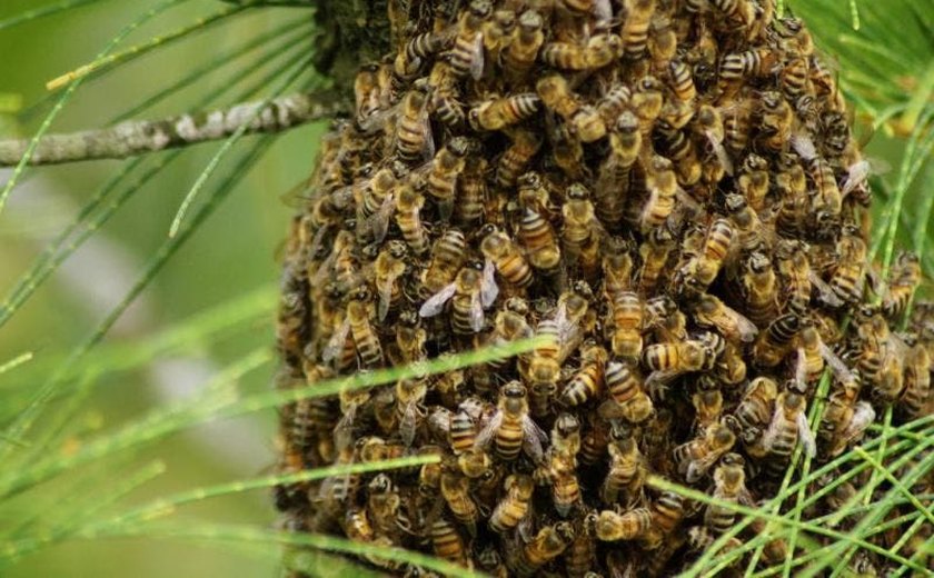 Ataque de abelhas deixa três vítimas em estado grave