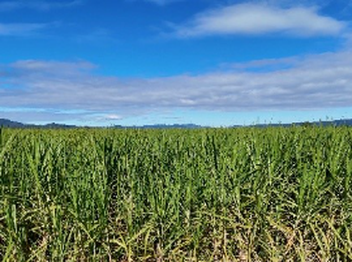 Expectativa de crescimento da safra de cana 2026/2027 reforça valor do manejo da soqueira