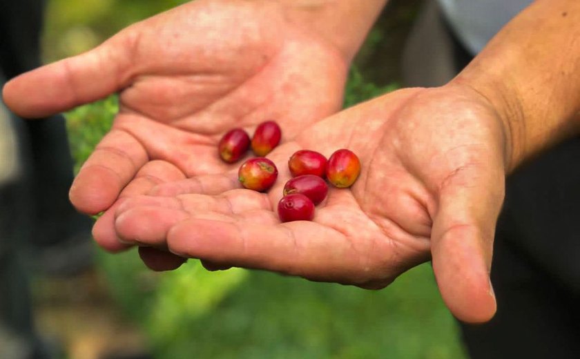 Dia Internacional do Café: grão costa-riquenho conquista turistas