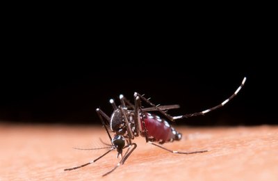 Dengue: especialista alerta para cuidados essenciais dentro de casa