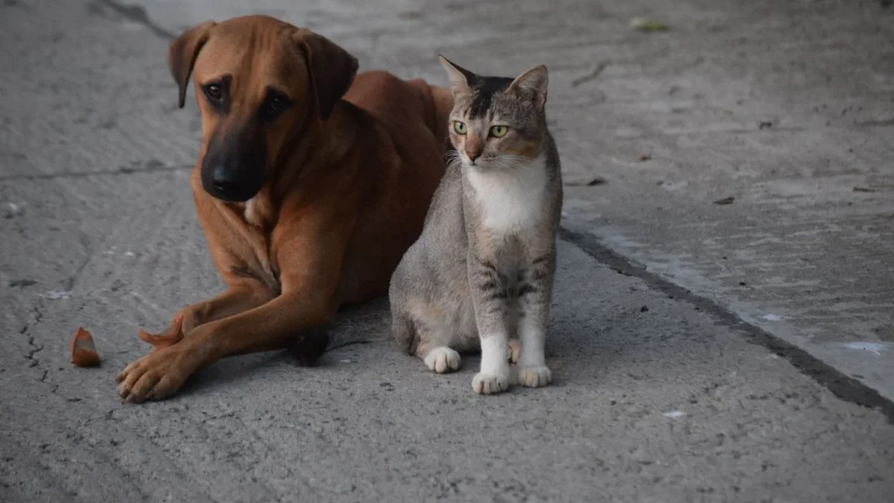 Cães e gatos alteram comportamento após perder um companheiro