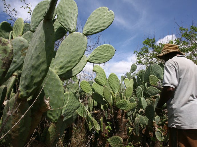 Projeto de melhoramento genético vai desenvolver palma mais resistente e com maior potencial nutricional