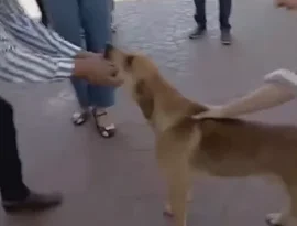 Cachorro tenta comer ponto eletrônico de jornalista ao vivo
