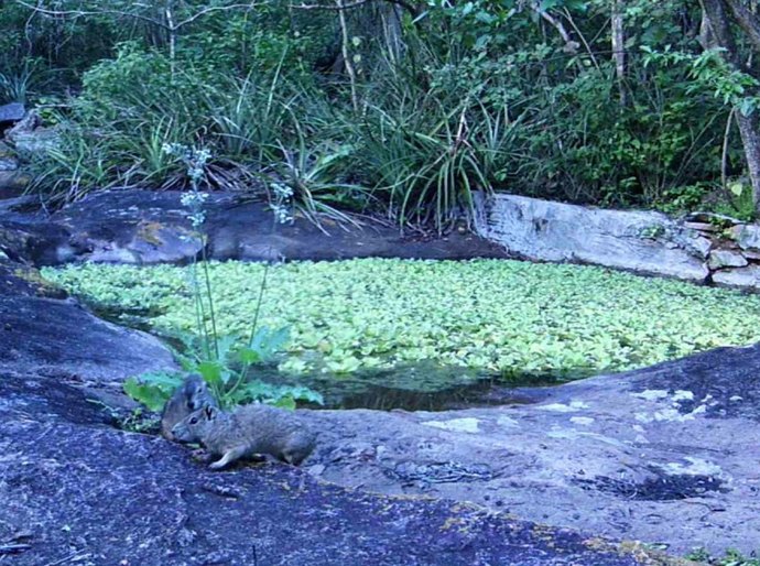 Refúgios Morros do Craunã e do Padre garantem a proteção da fauna silvestre em Alagoas