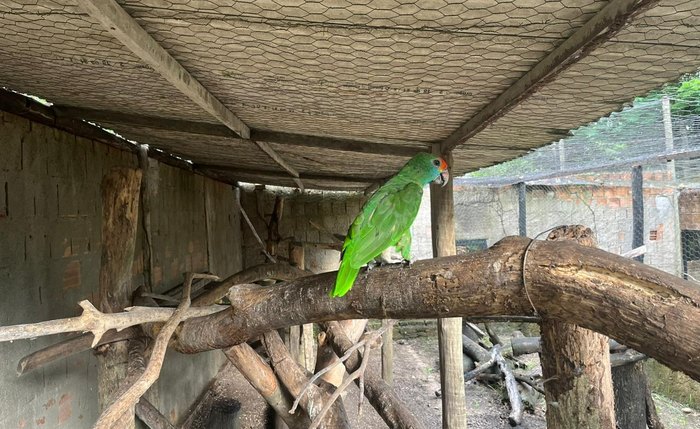 Papagaio-chauá é uma ave de origem exclusivamente brasileira