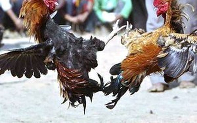 Galos e frangos de briga são apreendidos durante operação em Arapiraca