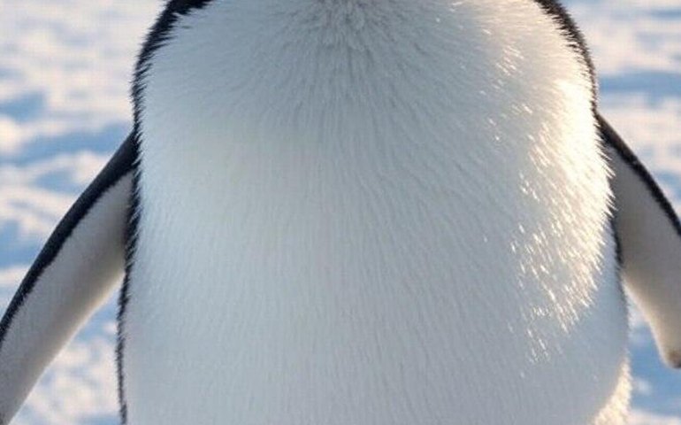 Pinguins vão salvar a Terra do aquecimento global com [suas fezes], mostra estudo