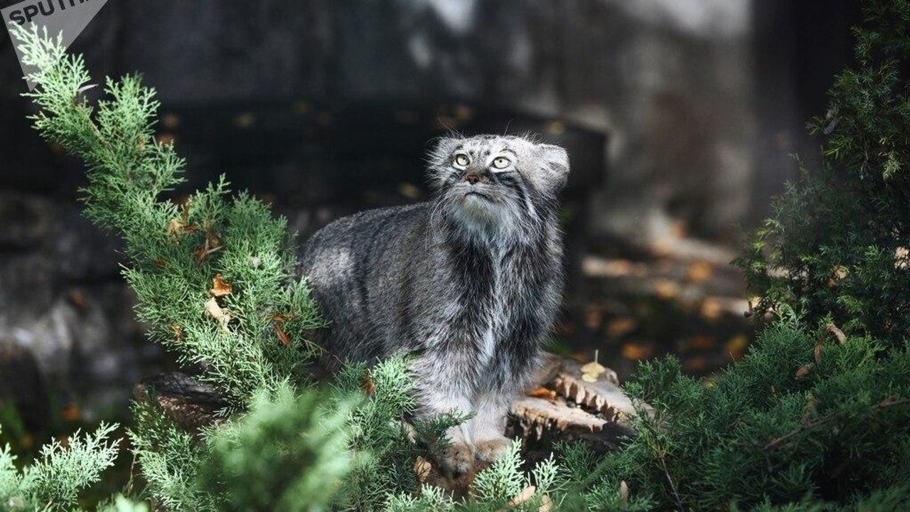 Gato-de-Pallas observa seu ambiente em um ensolarado dia de outono