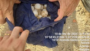 OPERAÇÃO OVOS ATALAIA (1)
