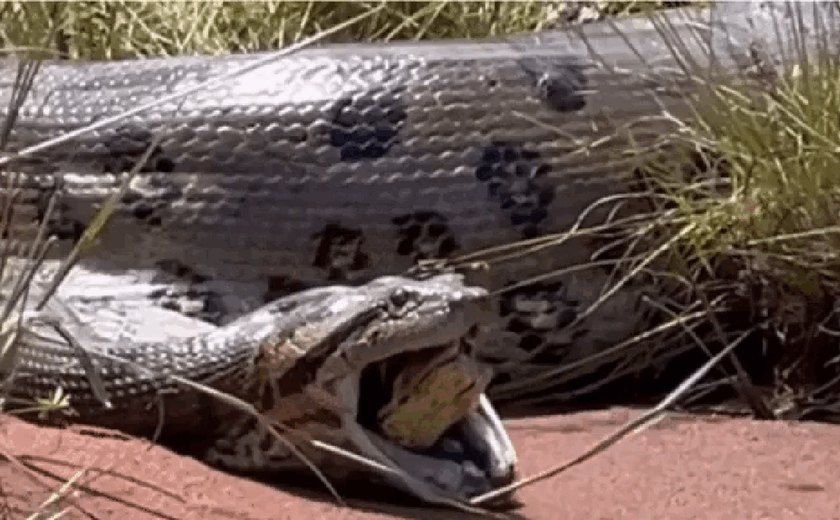 Imagens de sucuri regurgitando cobra viva serão analisadas pelo Butantan
