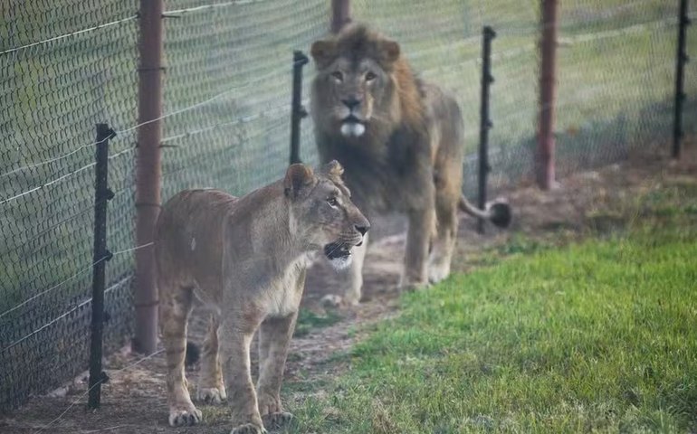 Leoa encontrada vagando pelas ruas durante a guerra da Ucrânia é transferida para santuário