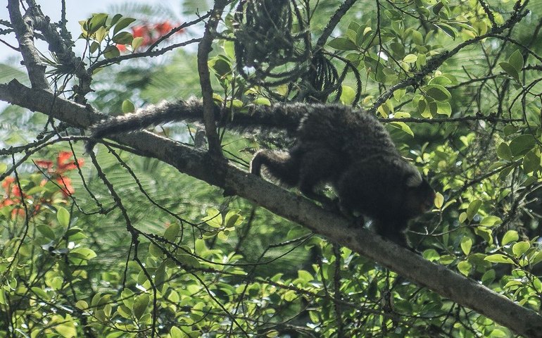 Terapia adaptada diminui mortes por febre amarela em 84%