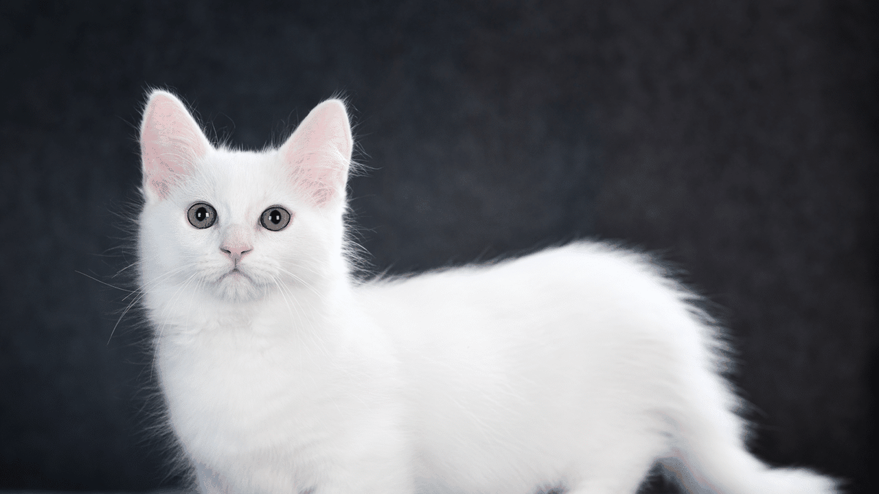 Gatos de pernas curtas: conheça 5 raças que chamam a atenção pela aparência